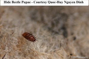 hide beetle pupae                  